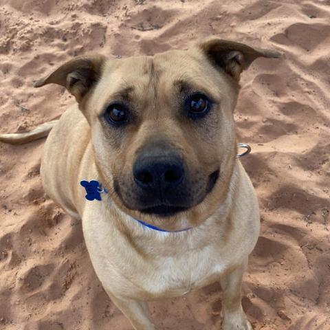 Luz, an adoptable Pit Bull Terrier in Kanab, UT, 84741 | Photo Image 2