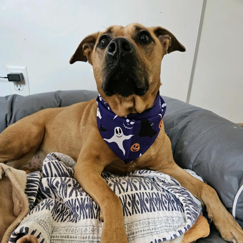 Luz, an adoptable Pit Bull Terrier in Kanab, UT, 84741 | Photo Image 3