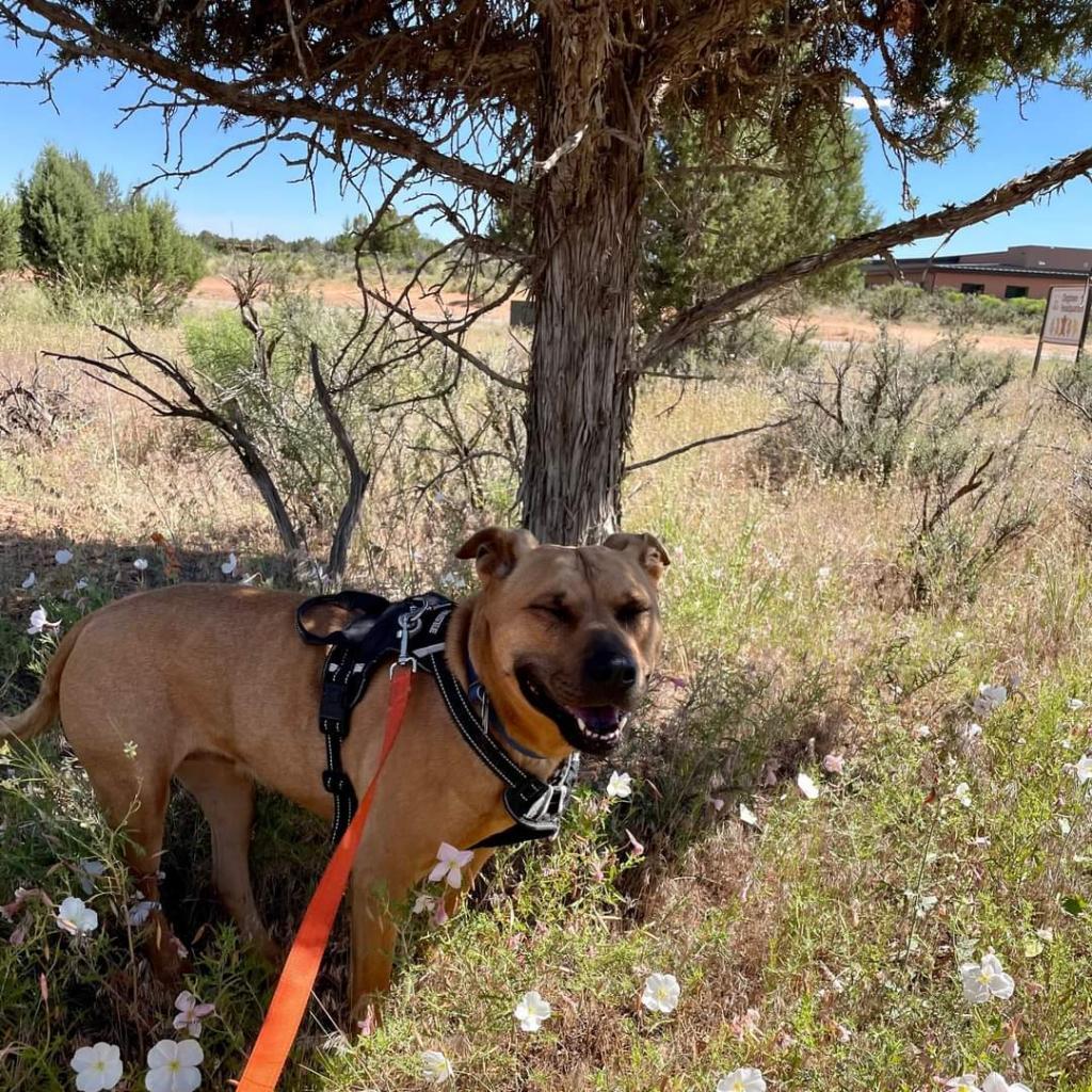 Luz, an adoptable Pit Bull Terrier in Kanab, UT, 84741 | Photo Image 4