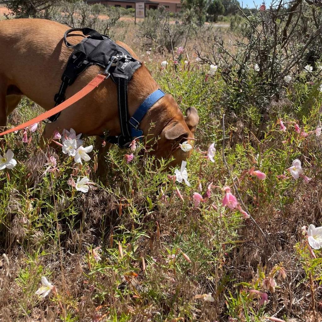 Luz, an adoptable Pit Bull Terrier in Kanab, UT, 84741 | Photo Image 5