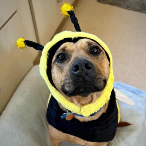 Luz, an adoptable Pit Bull Terrier in Kanab, UT, 84741 | Photo Image 5