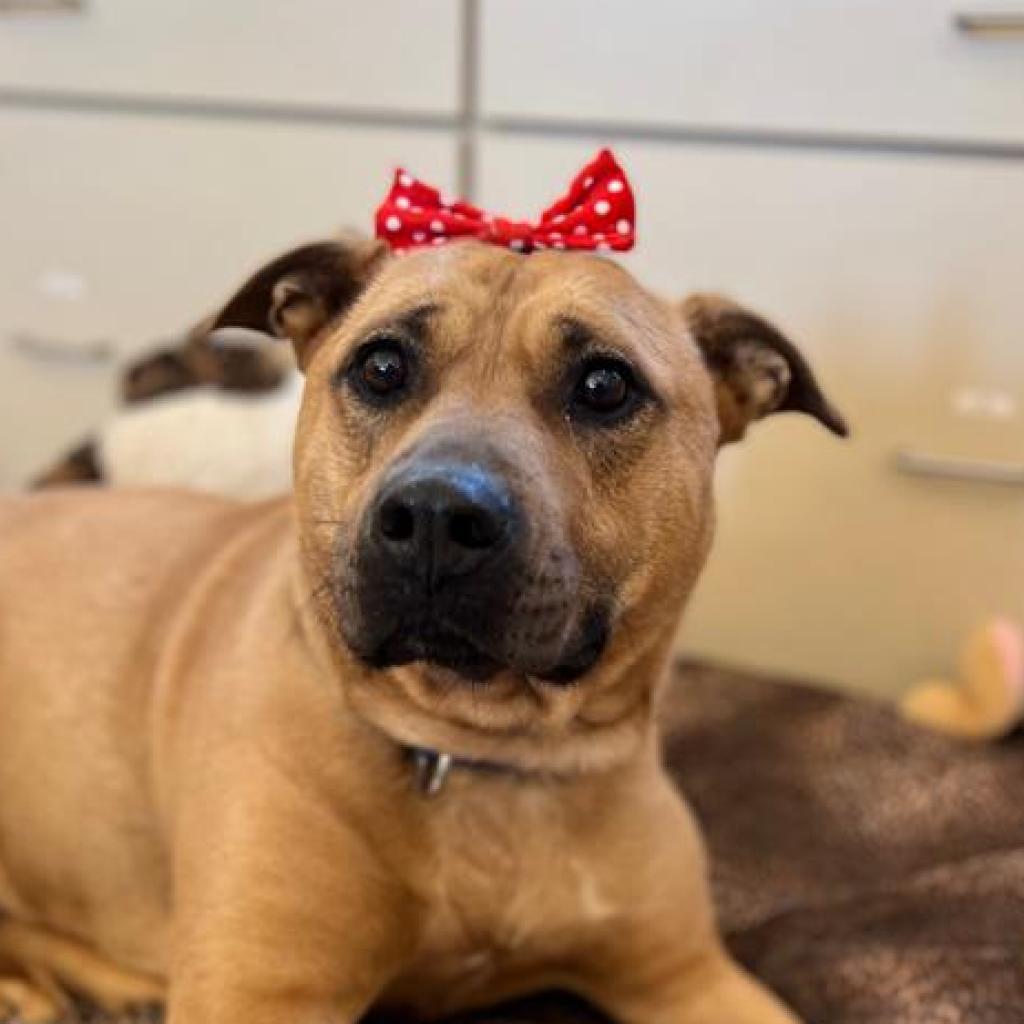 Luz, an adoptable Pit Bull Terrier in Kanab, UT, 84741 | Photo Image 6