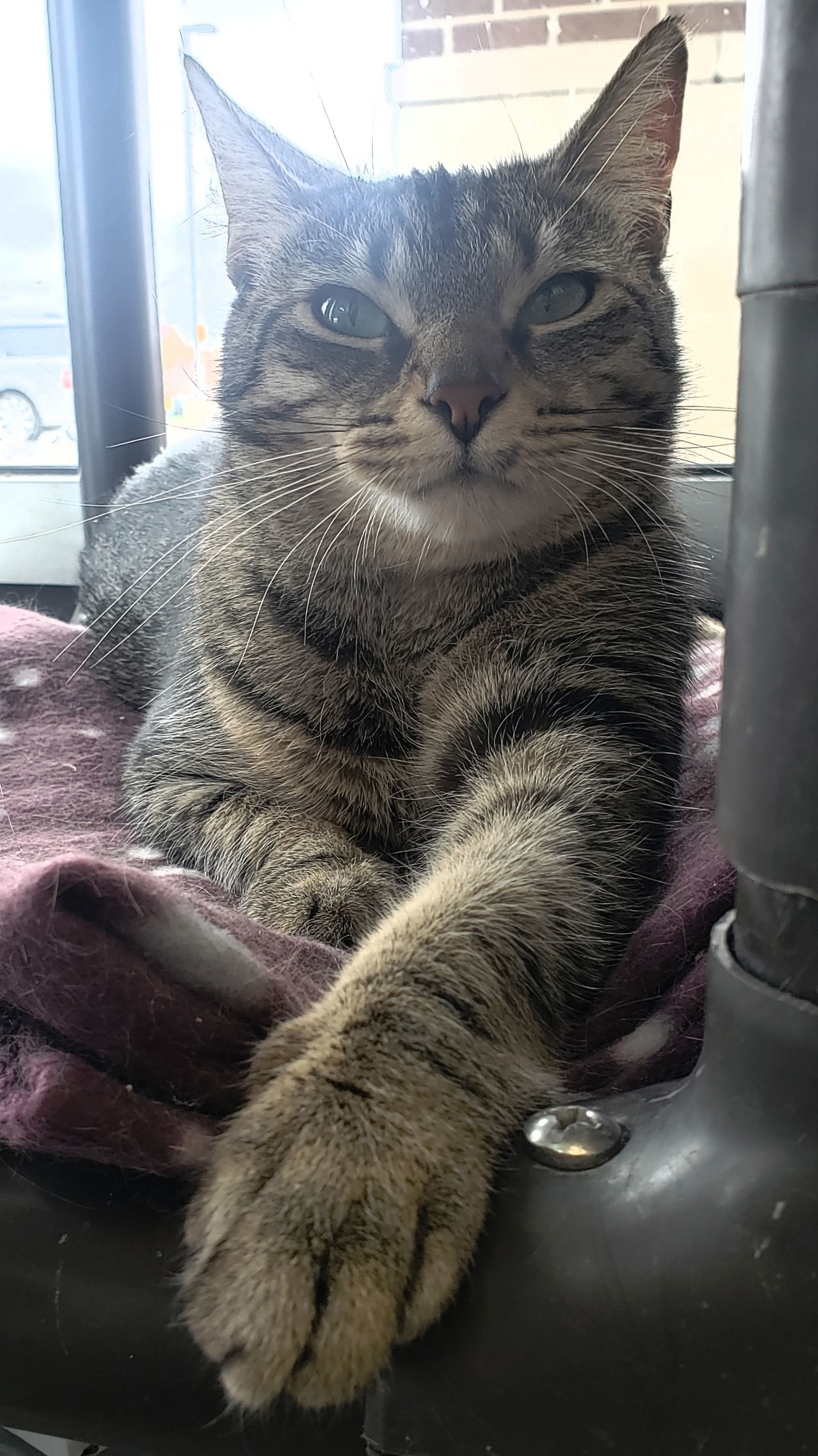 Kiki, an adoptable Domestic Short Hair in Livonia, MI, 48152 | Photo Image 1