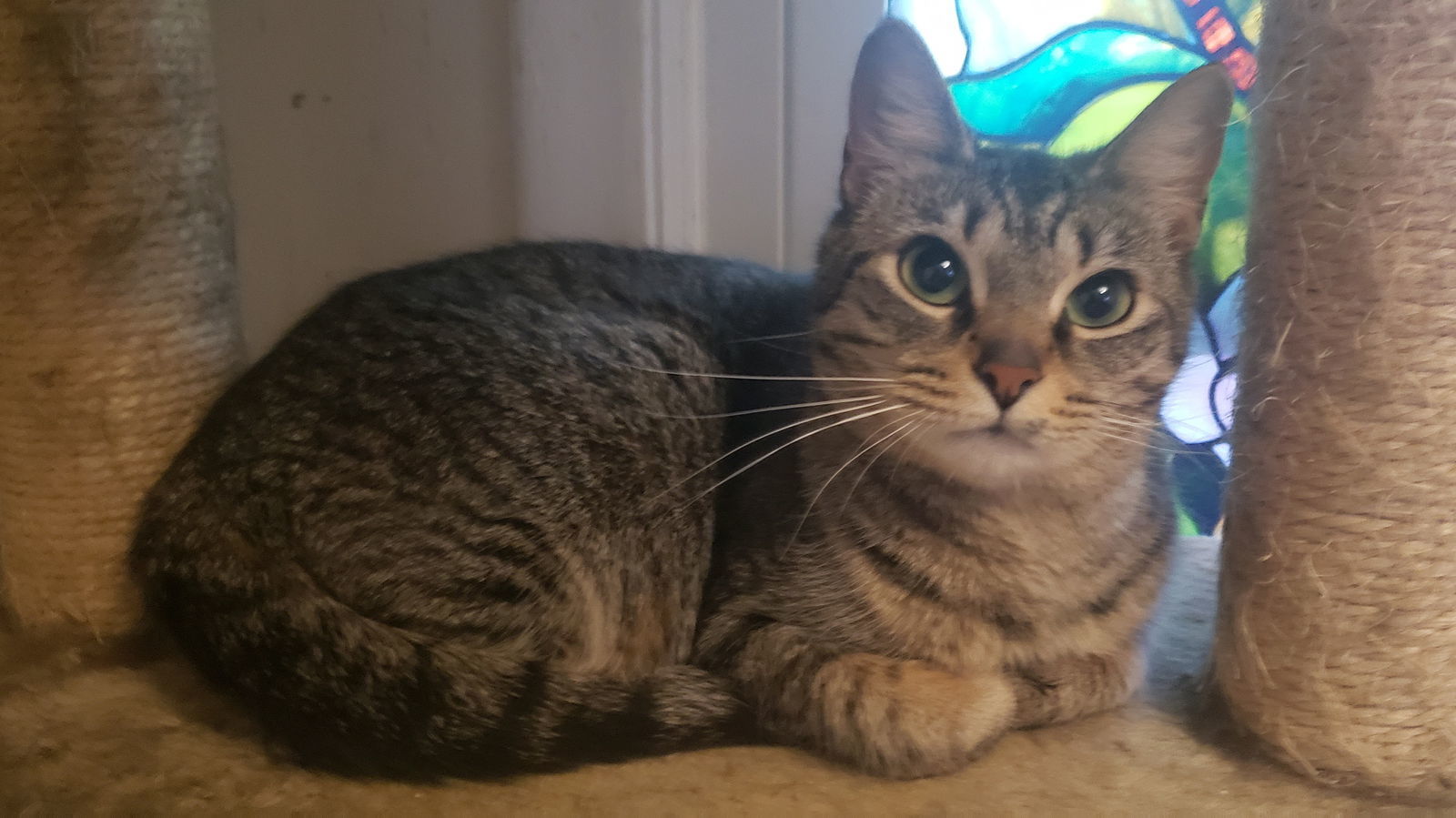 Kiki, an adoptable Domestic Short Hair in Livonia, MI, 48152 | Photo Image 2