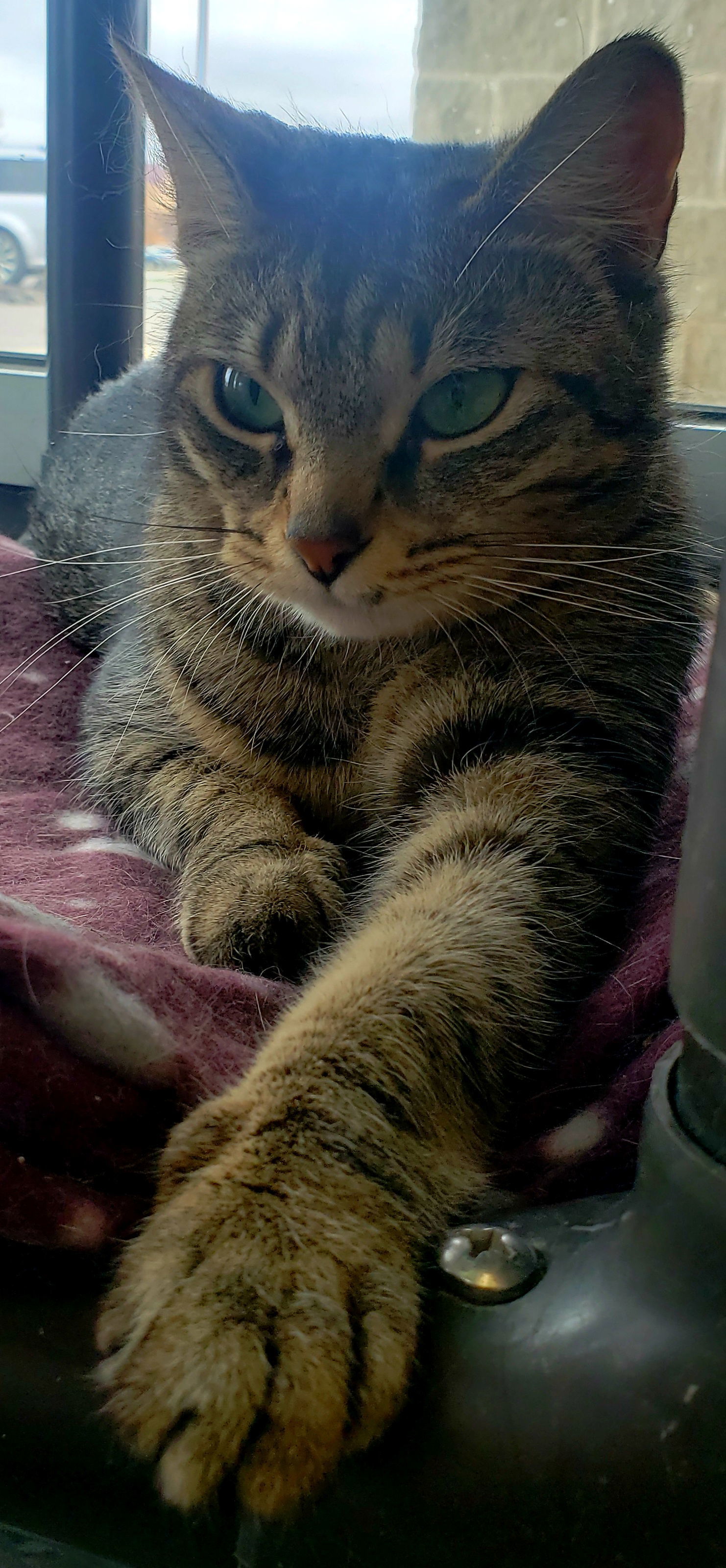 Kiki, an adoptable Domestic Short Hair in Livonia, MI, 48152 | Photo Image 3