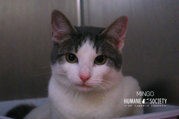 Mingo, an adoptable Domestic Short Hair in Johnstown, PA_image-1