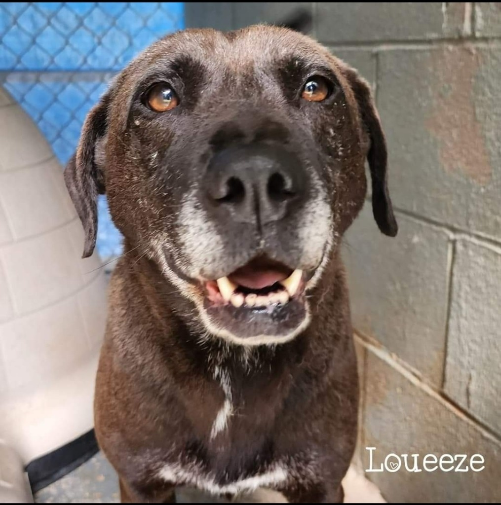 Loueeze, an adoptable Labrador Retriever in El Dorado, AR, 71730 | Photo Image 1
