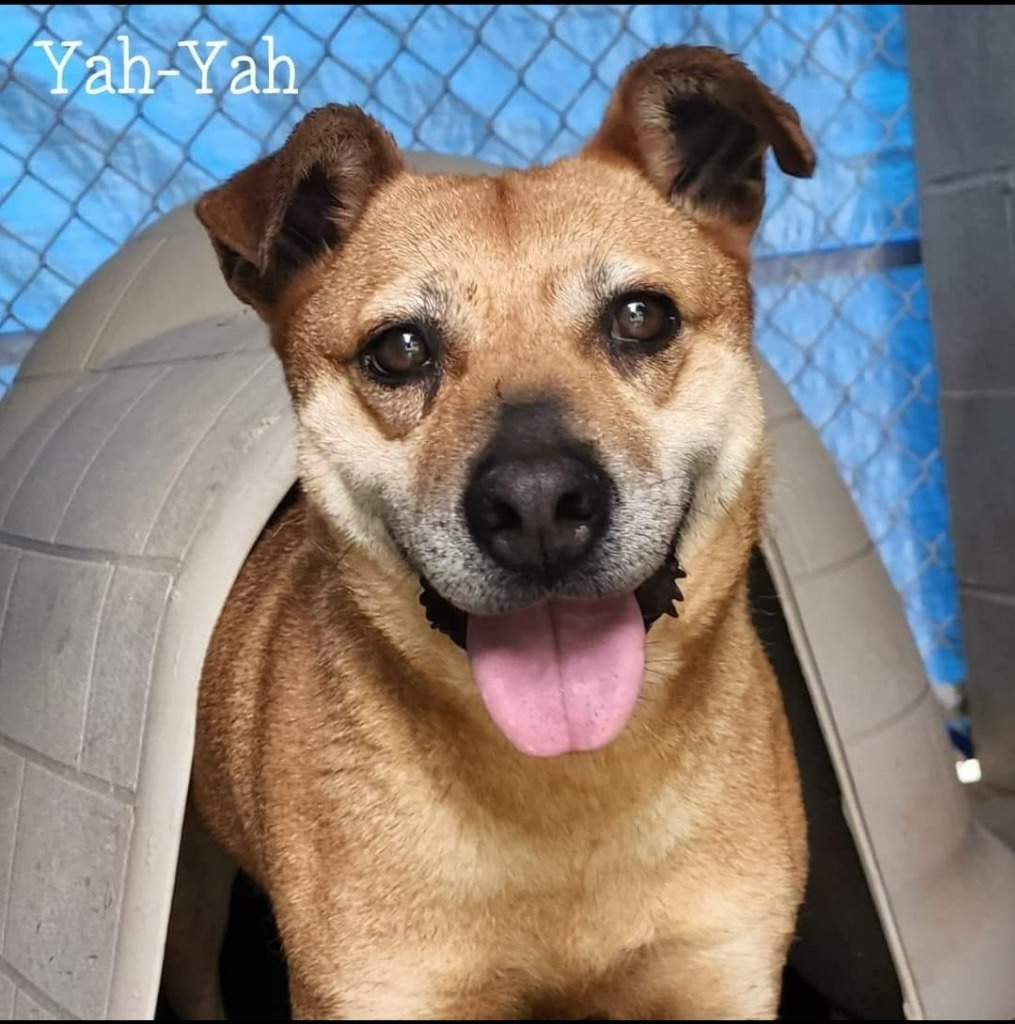 Yah-Yah, an adoptable Staffordshire Bull Terrier in El Dorado, AR, 71730 | Photo Image 1