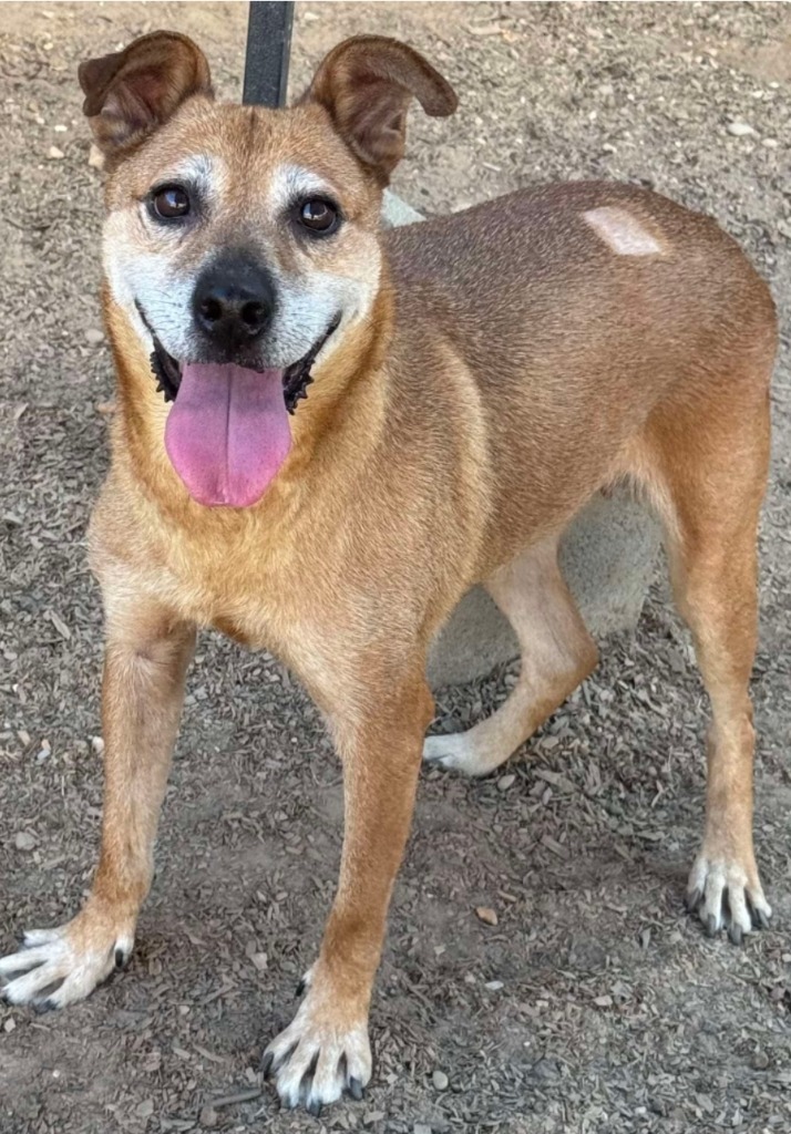 Yah-Yah, an adoptable Staffordshire Bull Terrier in El Dorado, AR, 71730 | Photo Image 1