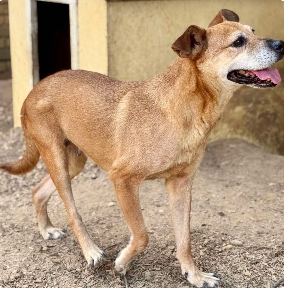 Yah-Yah, an adoptable Staffordshire Bull Terrier in El Dorado, AR, 71730 | Photo Image 3