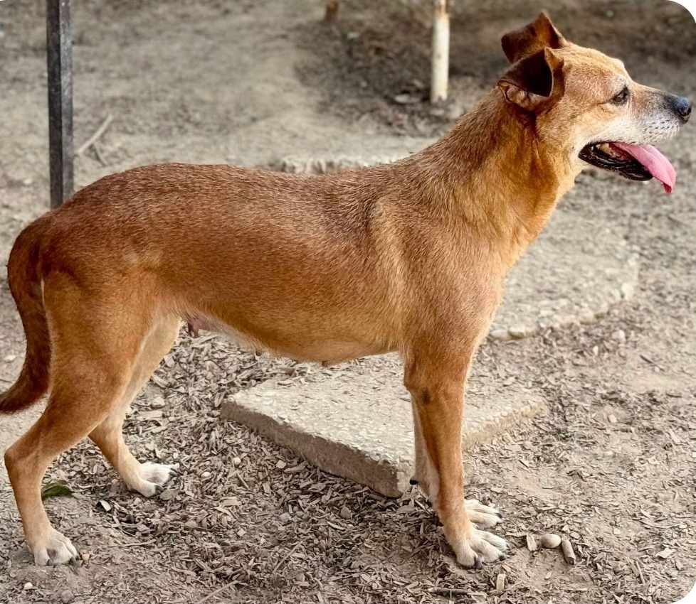 Yah-Yah, an adoptable Staffordshire Bull Terrier in El Dorado, AR, 71730 | Photo Image 4