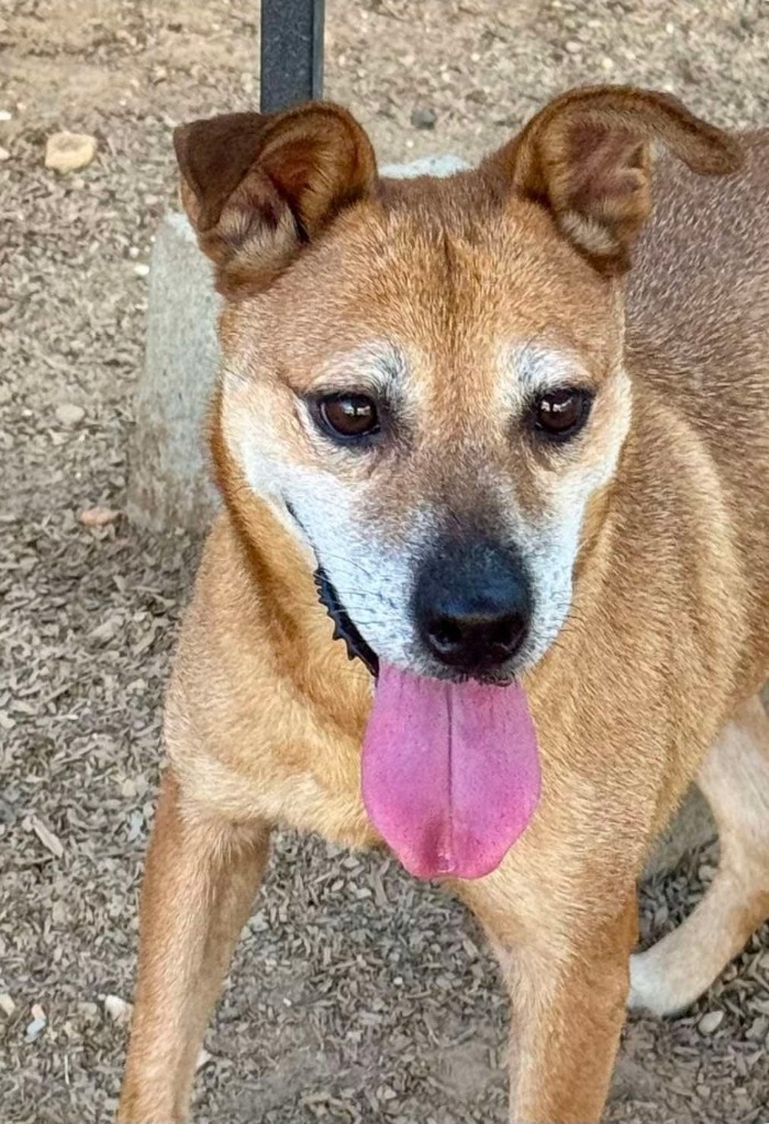 Yah-Yah, an adoptable Staffordshire Bull Terrier in El Dorado, AR, 71730 | Photo Image 5