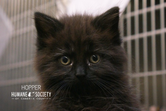 Hopper, an adoptable Domestic Long Hair in Johnstown, PA_image-1