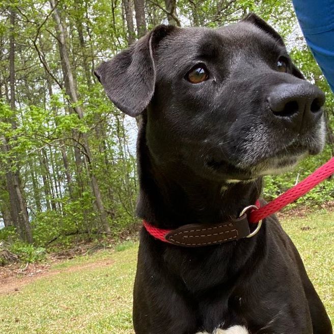 Cassie, an adoptable Black Labrador Retriever in Rochester, NY, 14609 | Photo Image 2