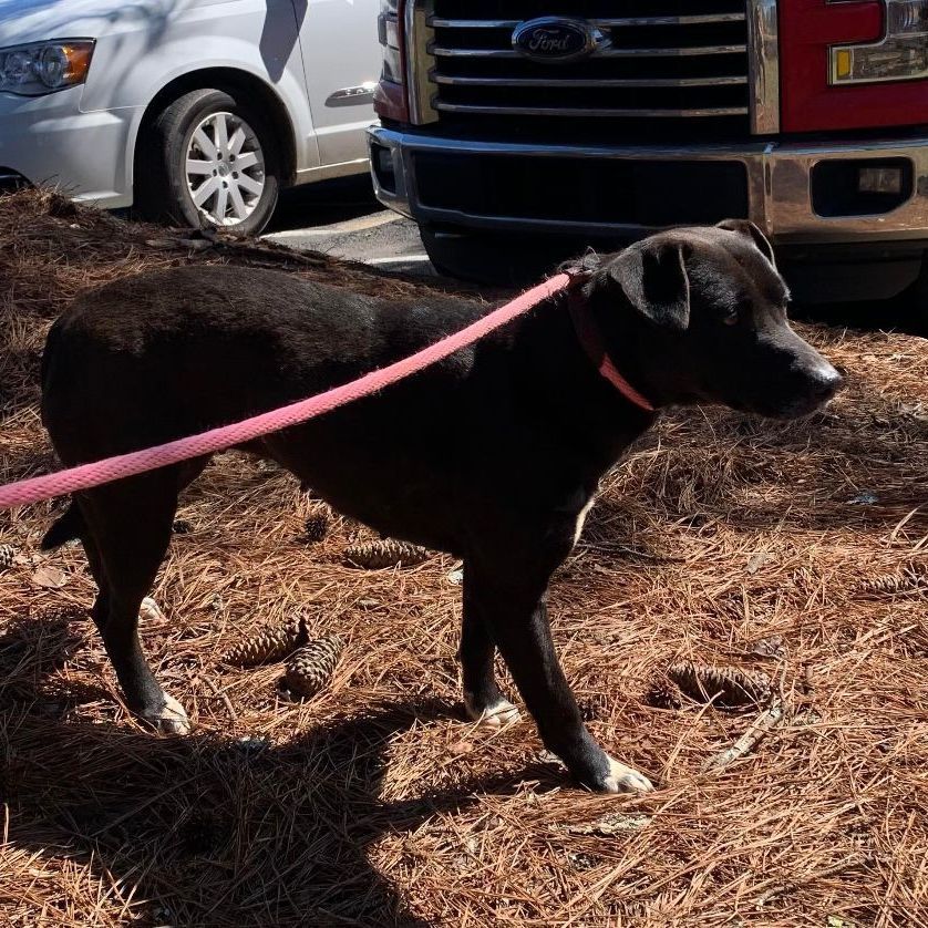 Cassie, an adoptable Black Labrador Retriever in Rochester, NY, 14609 | Photo Image 4