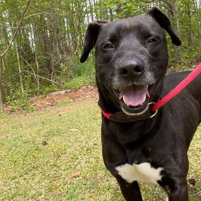 Cassie, an adoptable Black Labrador Retriever in Rochester, NY, 14609 | Photo Image 5