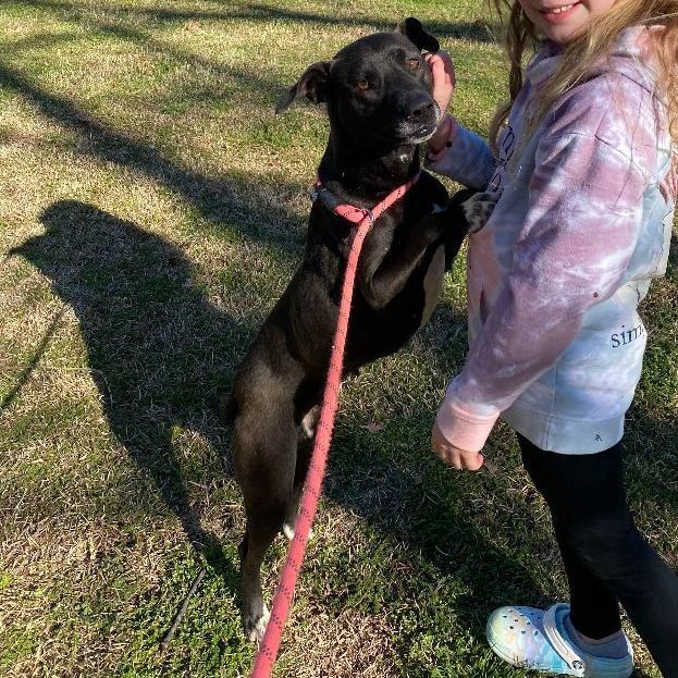 Cassie, an adoptable Black Labrador Retriever in Rochester, NY, 14609 | Photo Image 6