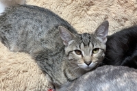 Ash, an adoptable Domestic Short Hair in Woodland Hills, CA, 91364 | Photo Image 1