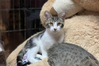 Ember, an adoptable Domestic Short Hair in Woodland Hills, CA, 91364 | Photo Image 1
