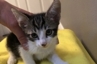 Ember, an adoptable Domestic Short Hair in Woodland Hills, CA, 91364 | Photo Image 2