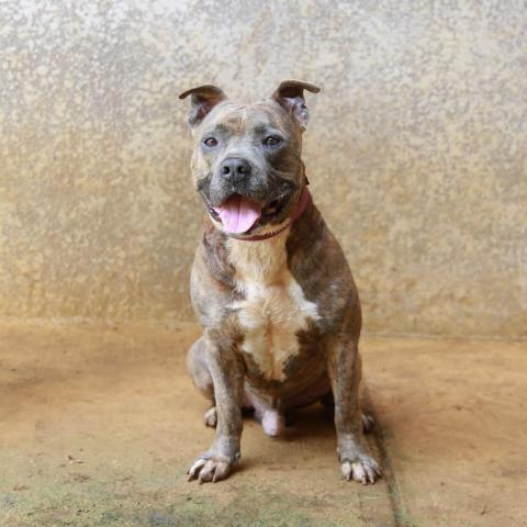 Bambam, an adoptable American Staffordshire Terrier in Lihue, HI, 96766 | Photo Image 2