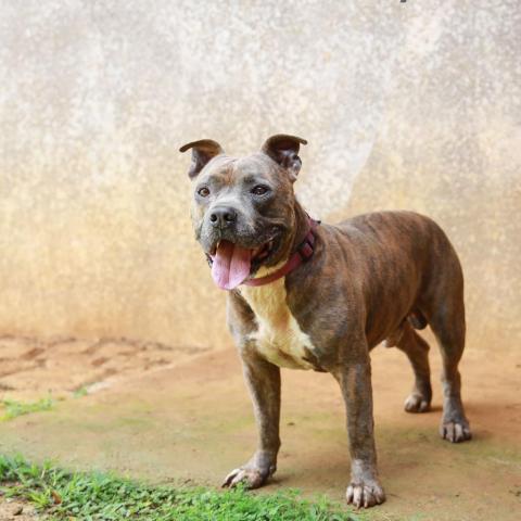 Bambam, an adoptable American Staffordshire Terrier in Lihue, HI, 96766 | Photo Image 3