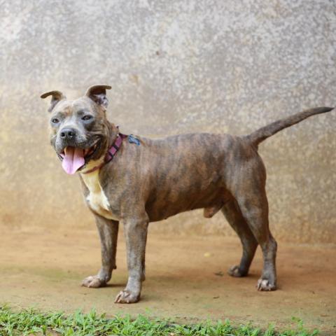 Bambam, an adoptable American Staffordshire Terrier in Lihue, HI, 96766 | Photo Image 5