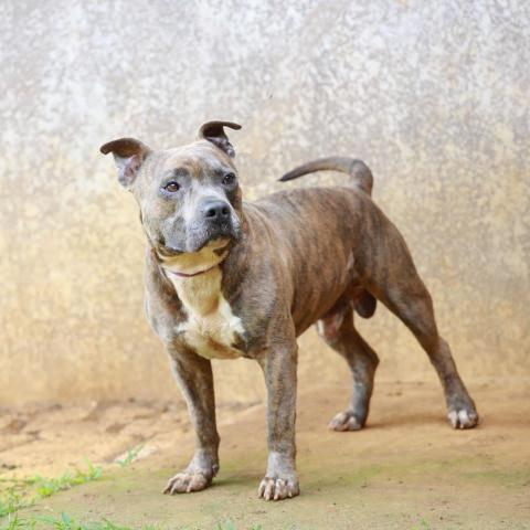Bambam, an adoptable American Staffordshire Terrier in Lihue, HI, 96766 | Photo Image 6