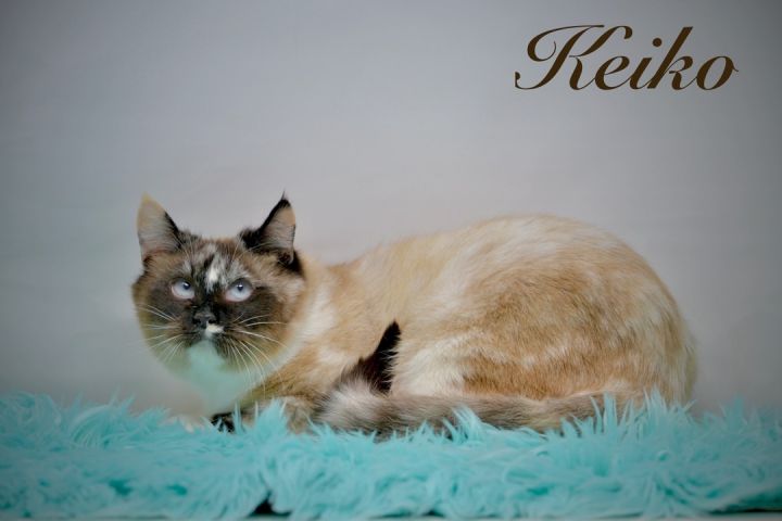 Keiko, an adoptable Siamese Mix in Sevierville, TN_image-2