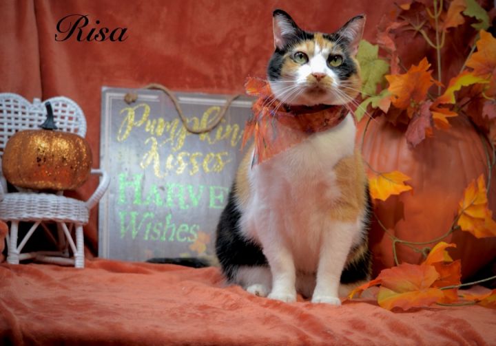 Risa, an adoptable Calico in Sevierville, TN_image-2
