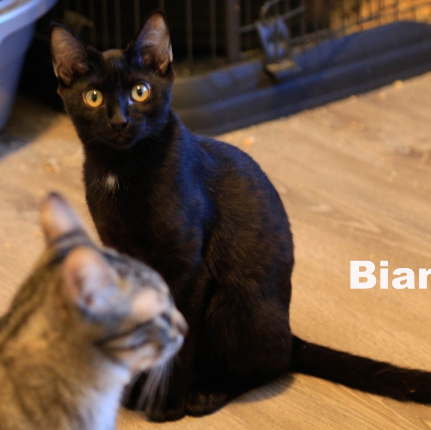 Bianca (HM), an adoptable Domestic Short Hair in Vallejo, CA, 94591 | Photo Image 1