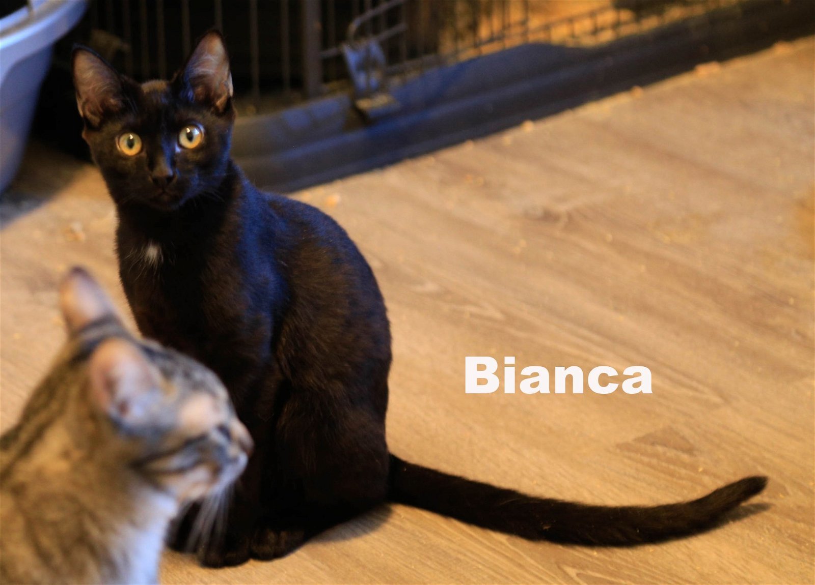 Bianca (HM), an adoptable Domestic Short Hair in Vallejo, CA, 94591 | Photo Image 2