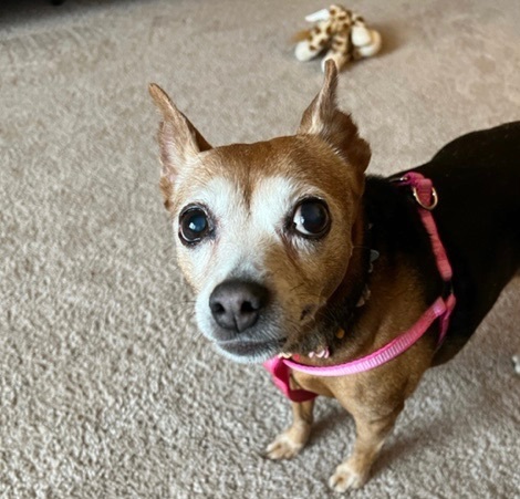 Penny Sue, an adoptable Chihuahua Mix in Cincinnati, OH_image-1