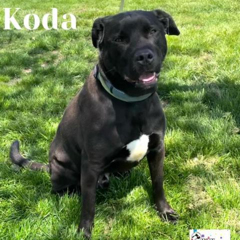 Koda