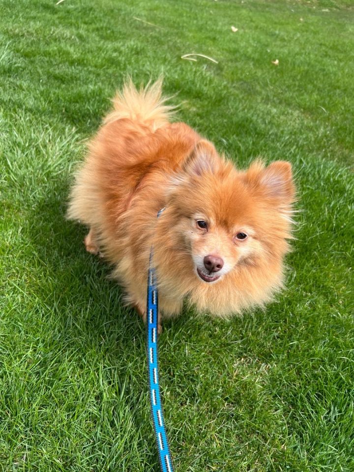 Twiggy - COMING SOON - AFTER HE IS FULLY VETTED , an adoptable Pomeranian in Mentor, OH_image-1