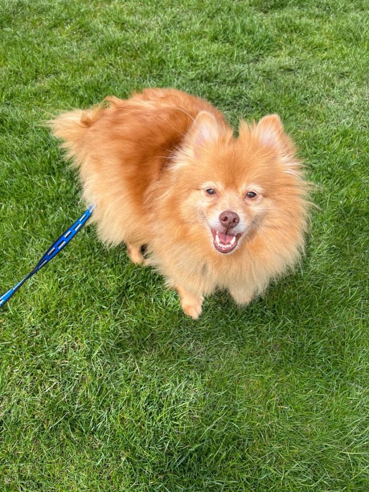 Twiggy - COMING SOON - AFTER HE IS FULLY VETTED , an adoptable Pomeranian in Mentor, OH_image-2