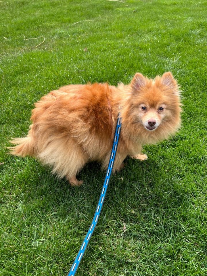 Twiggy - COMING SOON - AFTER HE IS FULLY VETTED , an adoptable Pomeranian in Mentor, OH_image-6