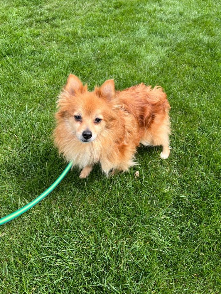 Petri - COMING SOON, an adoptable Pomeranian in Mentor, OH_image-2