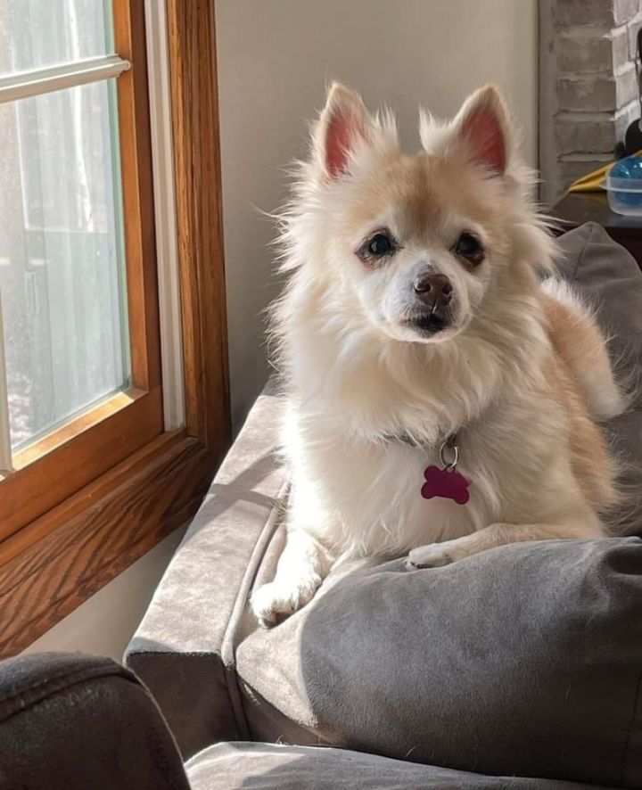 Maple - NOT AVAILABLE - SURGERY SCHEDULED JULY 19, an adoptable Pomeranian in Mentor, OH_image-1