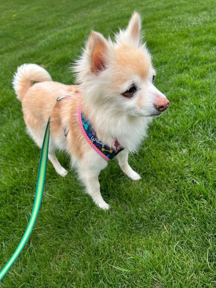 Maple - NOT AVAILABLE - SURGERY SCHEDULED JULY 19, an adoptable Pomeranian in Mentor, OH_image-2