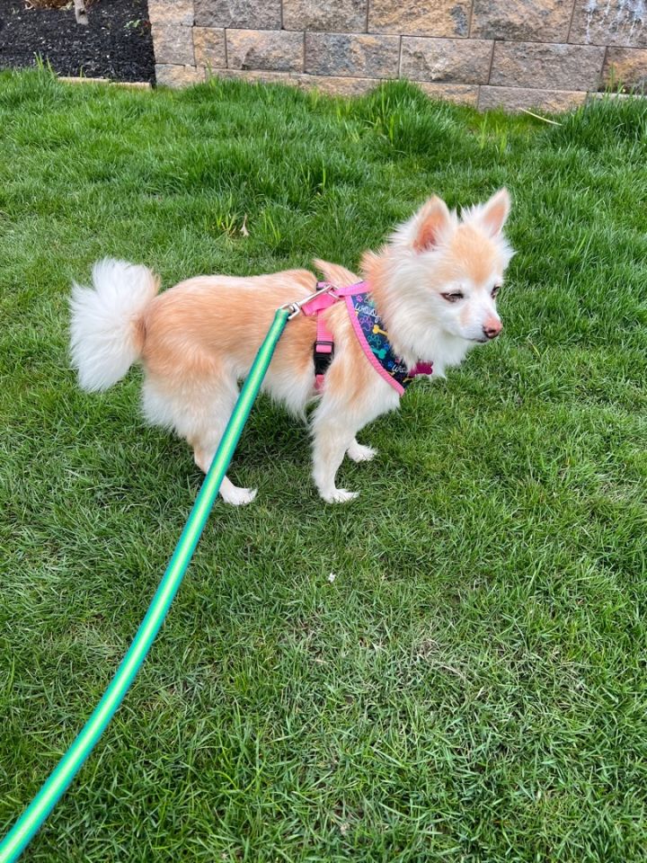 Maple - NOT AVAILABLE - SURGERY SCHEDULED JULY 19, an adoptable Pomeranian in Mentor, OH_image-3