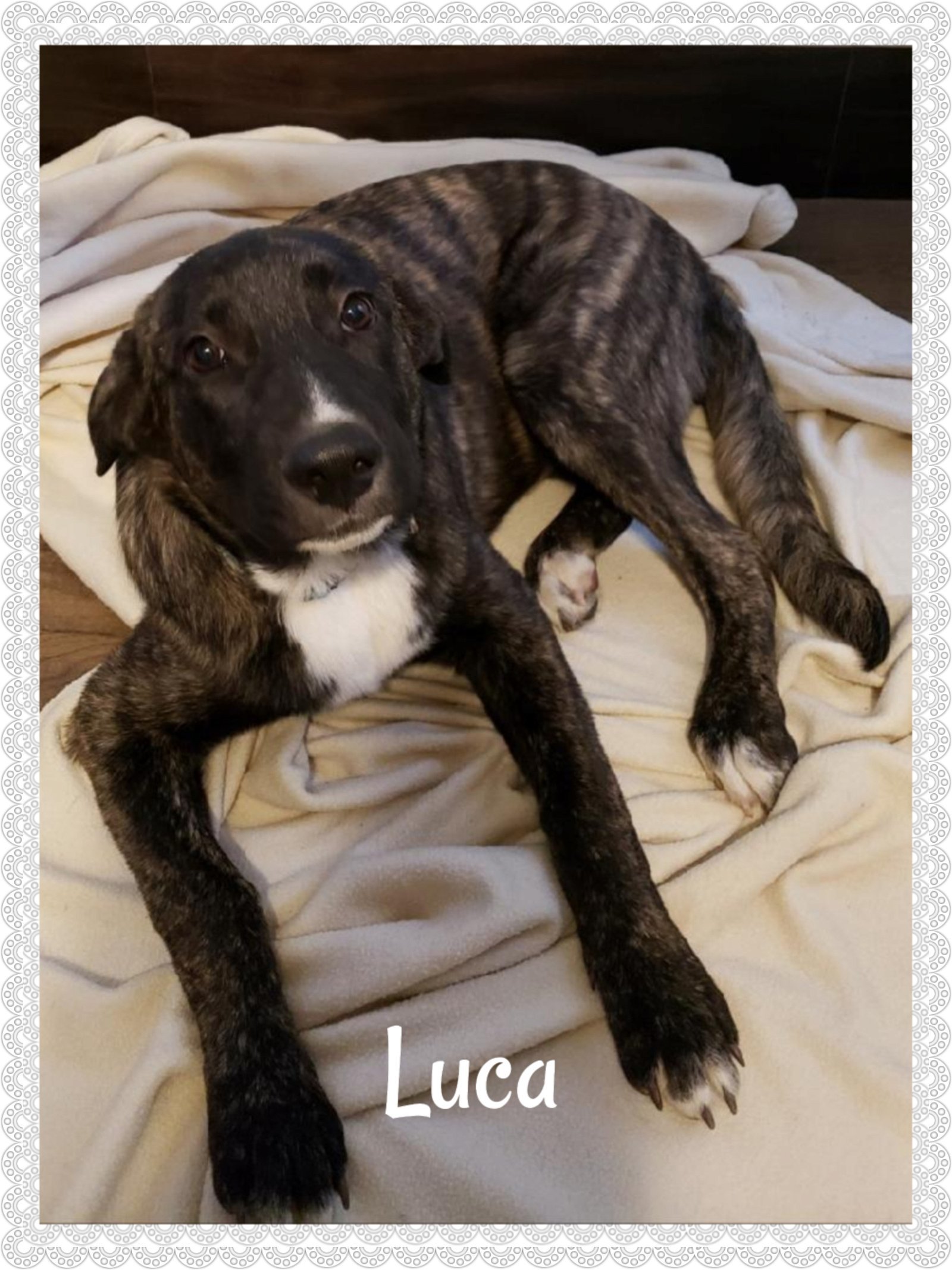 Luca