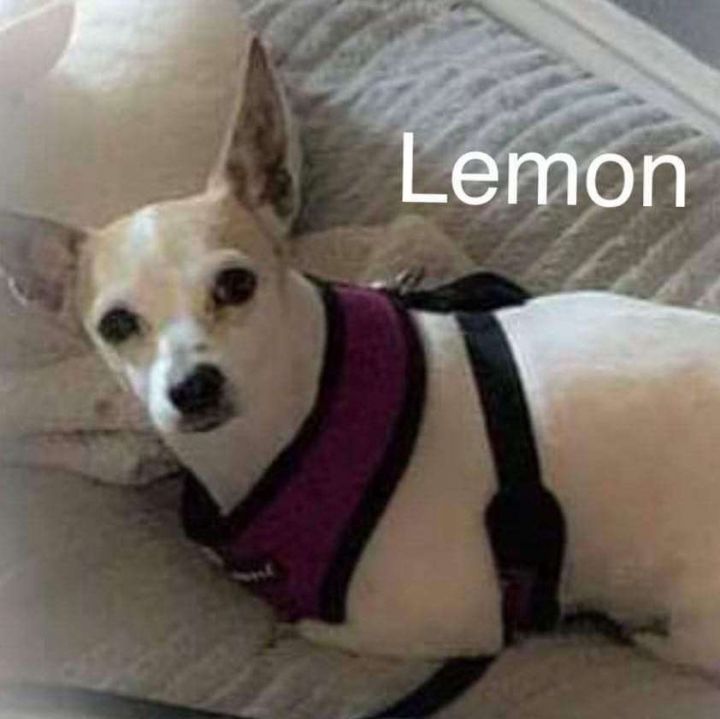 Lemon 2