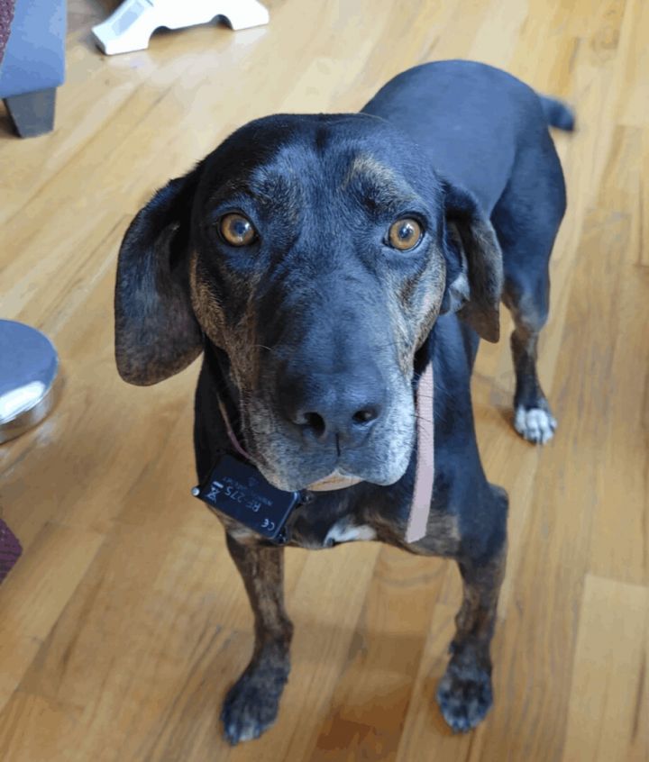 Uncle Sam, an adoptable Black and Tan Coonhound & Hound Mix in Cincinnati, OH_image-2