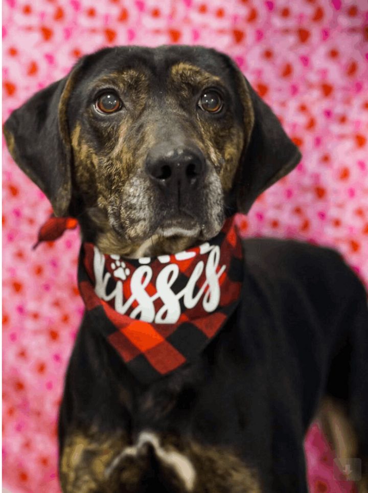 Uncle Sam, an adoptable Black and Tan Coonhound & Hound Mix in Cincinnati, OH_image-5