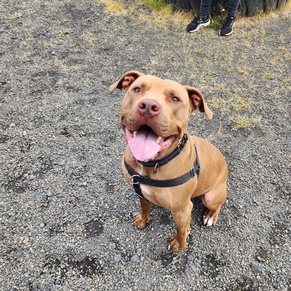 Jango, an adoptable American Staffordshire Terrier, Affenpinscher in St. Helens, OR, 97051 | Photo Image 1