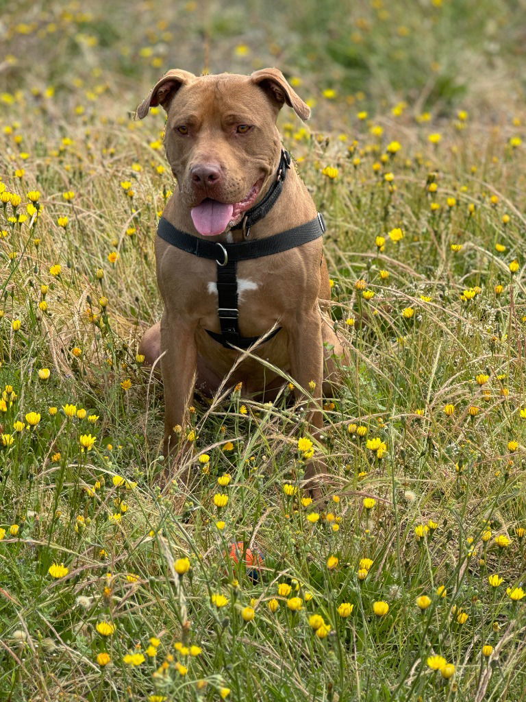 Jango, an adoptable American Staffordshire Terrier, Terrier in St. Helens, OR, 97051 | Photo Image 1