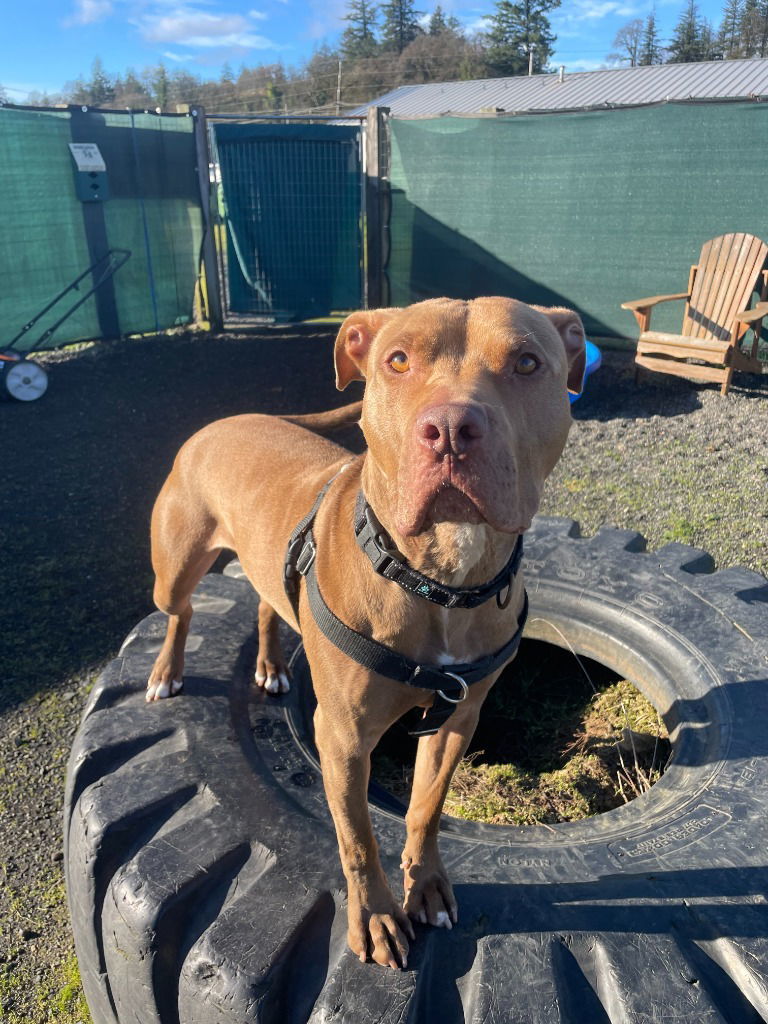 Jango, an adoptable American Staffordshire Terrier, Terrier in St. Helens, OR, 97051 | Photo Image 1