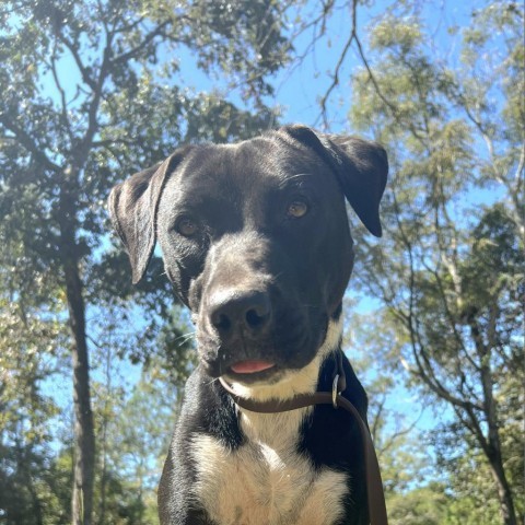 Gamora, an adoptable Labrador Retriever, Mixed Breed in Hopkins, SC, 29061 | Photo Image 1