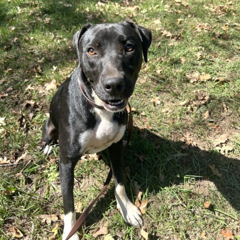 Gamora, an adoptable Labrador Retriever, Mixed Breed in Hopkins, SC, 29061 | Photo Image 2